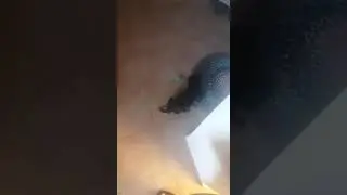 Моя собачка молли! 🐕🐕🐕🐕🐕