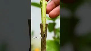 How to graft Guava plant using cleft graft technique | cleft grafting #grafting #gardeing #shorts