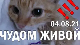 Котёнок борется за жизнь! Мы пережили ночь! - СРОЧНЫЕ НОВОСТИ Омские Хвостики 04.08.2021