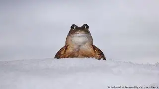 лягушачье угодье