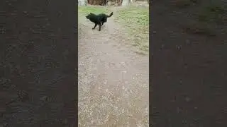 My funny but crazy dog