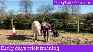 Early days trick training with the ponies