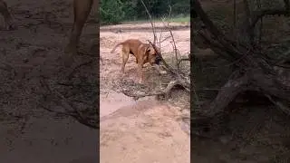 Boerboel Tree Removal 