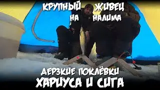 ДЕРЗКИЕ ПОКЛЁВКИ ХАРИУСА И СИГА / КРУПНЫЙ ЖИВЕЦ НА НАЛИМА