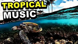 Tropical Music 🐢 | lista de música tropical sin copyright | relax music | no copyright
