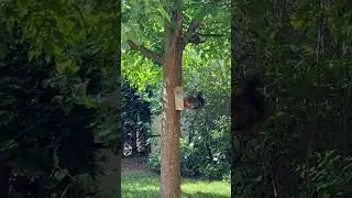 Eichhörnchen streiten ums Essen #squirrels #eichhörnchen #cuteanimal