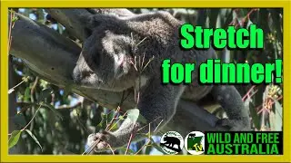 Ingenious koala strategies    |     Australia all over Valentine
