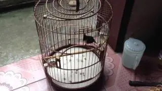 Cm bd