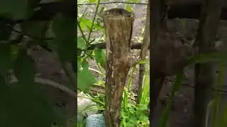 наш виноградник