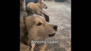 HuskyTude Watches Her Own YT Video #itsahuskything #talkinghusky