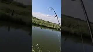 Дивный Карась!