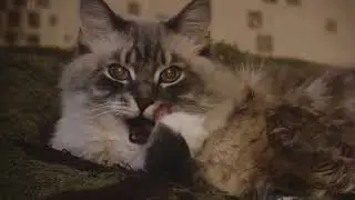 Старый Новый Год. Здравствуйте, я Пуся🐱🐈