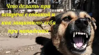 Что делать при встрече с собакой и как защитить себя при нападении.