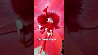 Красавец Гиппеаструм 🔥