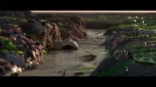 Seashell - A Macro World