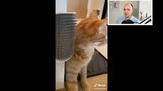 Необычные гаджеты для кошек