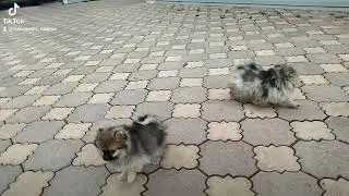 Померашки