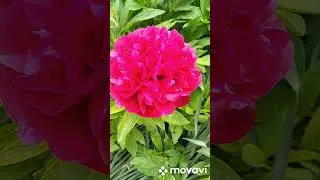 Просто весна❤️просто цветы)🌷🌷🌷 #весна #цветы2024