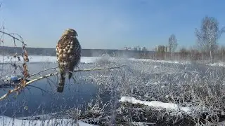 Тетеревятник и немного солнца в холодной воде