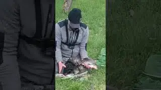 Улов на речке Свислочь