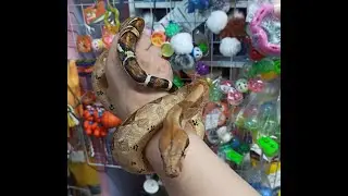 Сильные мышцы удава.