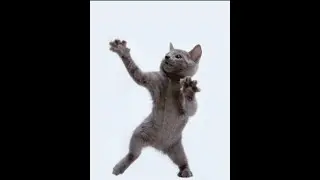 Everyday i'm shufflin' Dancing Cat #shorts #short