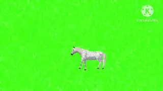 Horse 🐎 walking green screen 