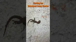 Caring for a Drowned Baby Gecko Part 02