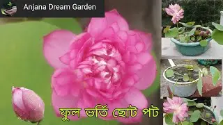Small pot full of flowers / পদ্ম ভর্তি ছোট পট