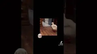 Прикольное видео! #приколы2021