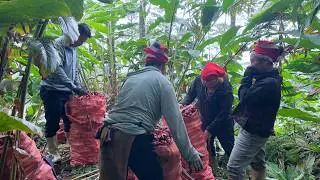 The process of me and everyone going to the forest to harvest cardamom part 1 | Family Farm Life