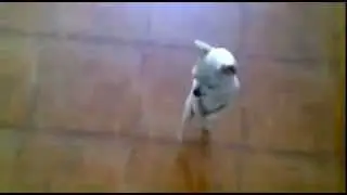 Чихуахуа нихуахуа