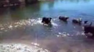Boise Military Reserve Off-Leash Lake Chase