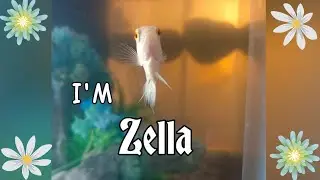 My Albino Oscar Fish🐟 (2023) ~ Savannah Rae Sisk