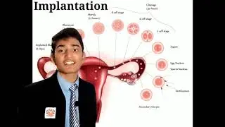Fertilization and Implantation | Navkar Publc School | Class 12
