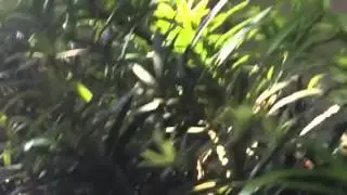 Squirrel jumps on boys head