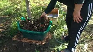 выкопал со школки виноград