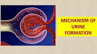 mechanism of urine formation