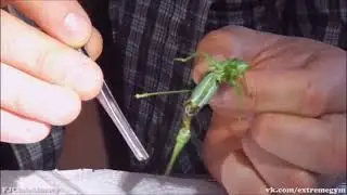 черви в кузнечике . Я не знал , но это нормально . ссылки в описании .