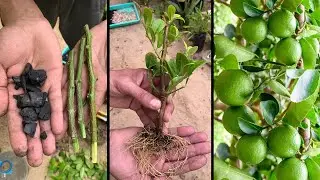 Propagating lemon trees by cuttings using pieces of charcoal 🍋 Plant hundreds of citrus trees for...