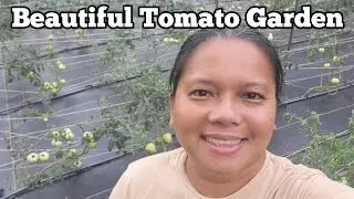 Beautiful Tomato Garden, Staking and Pruning Tomatoes and Garden Walk Through