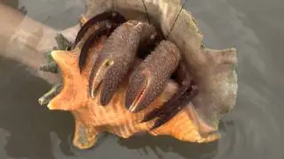 Giant Hermit Crab. Гигантский краб-отшельник [1664sp]