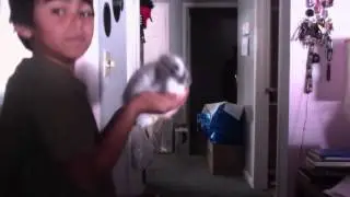 The bunny birthday!