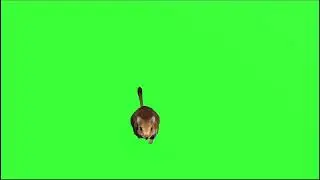 Sand Mouse green screen video free download like share and subscribe Chroma key