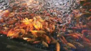 Feeding Frenzy: Watch Hundreds of Golden Fish Go Wild!