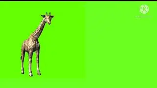 Giraffe green screen /green screen effect