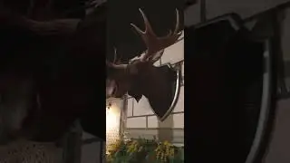 Олени среди нас. Да пох что это лось😄