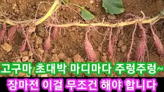 고구마 초대박 비결 마디마다 주렁주렁~장마전 꼭 해야 합니다