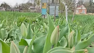 13.04.24 расширение восмирамочных  ульев через газету.