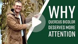 Why Quercus bicolor deserves more attention